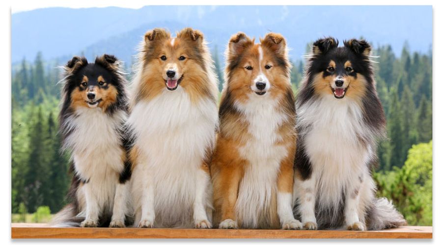 Comparing Breeds Collie Vs Sheltie