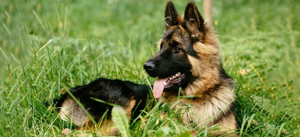 German Shepherd Teeth