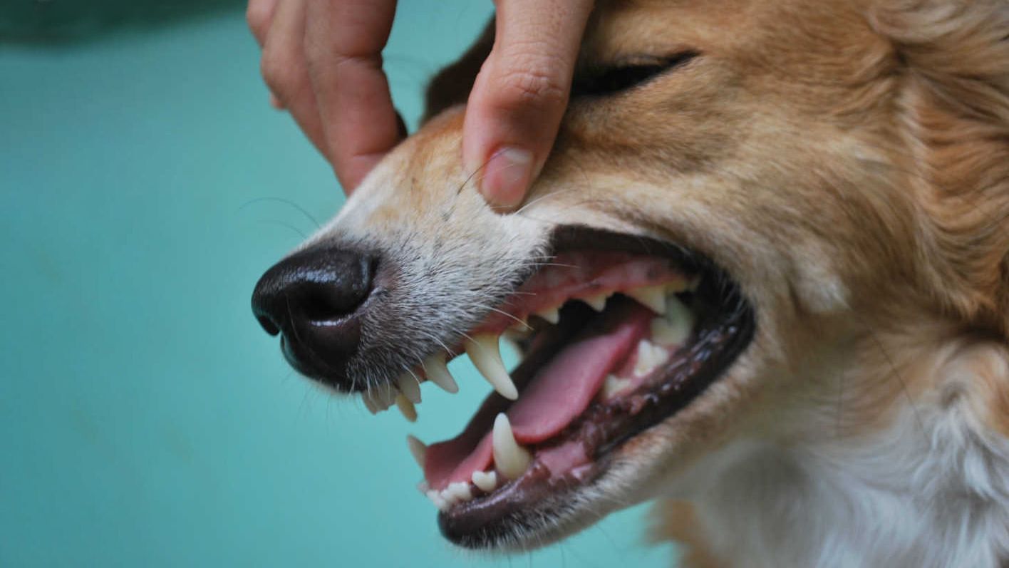 Pull Dog Teeth