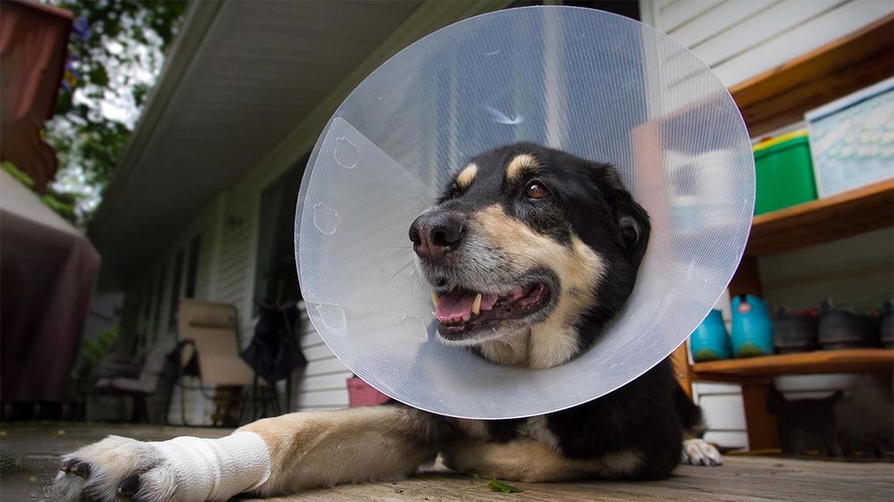 Dog Cone What you need to know!