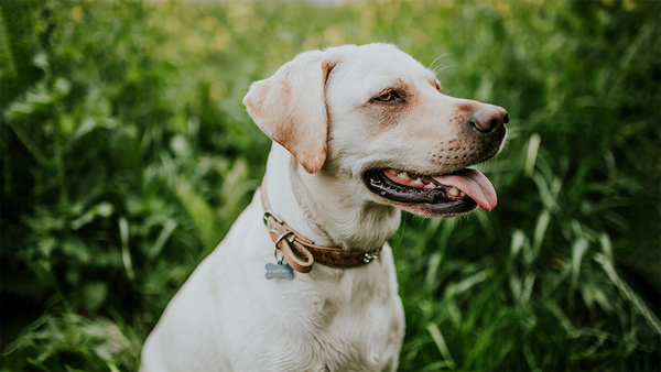 Why Is My Dog Panting and Restless?