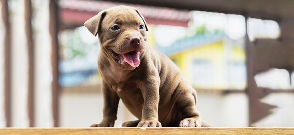 Puppy and Pitbull Teething